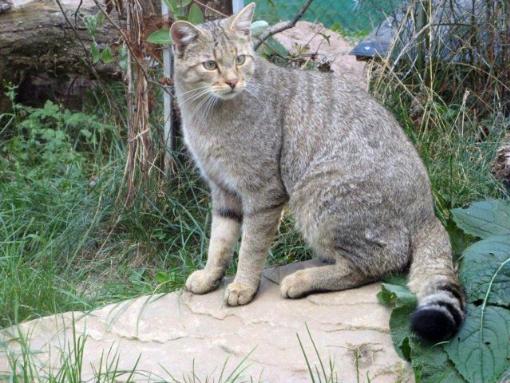 Wildkatze (Felis silvestris silvestris)