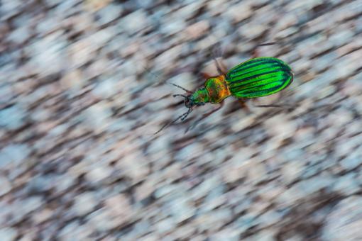 Goldglänzender Laufkäfer (Carabus auronitens)